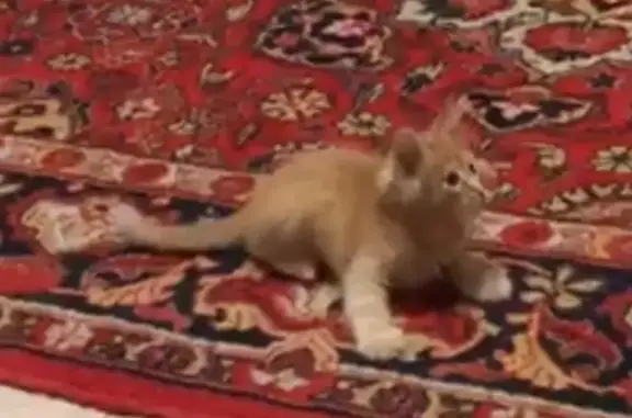 Пропал котёнок Лео, ул. Революционная, 18