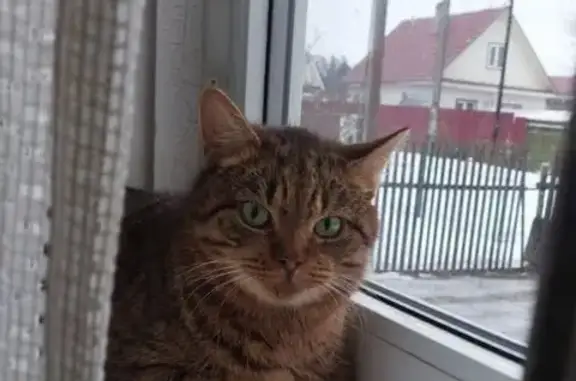 Пропала кошка на Парковой, 5, Сиверский