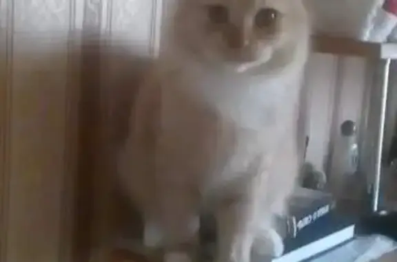 Кошки потеряшки, Шуя, фото: Потеряшка кошка, ул. Аникина 13, Шуя