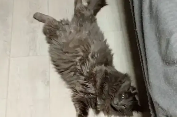 Пропала кошка, ул. Ильмен-Тау, 13, Миасс