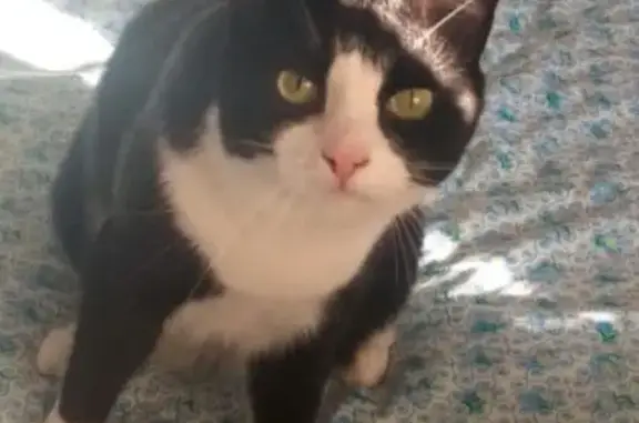 Пропала кошка, Пролетарская ул. 42, Кондопога