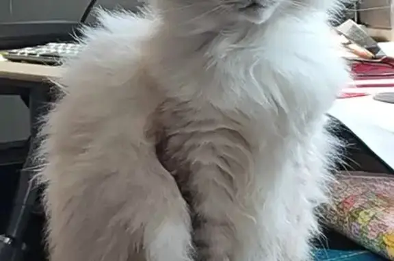 Кошки потеряшки, Москва, фото: Потеряшка кошка на Бауманской, вл 47