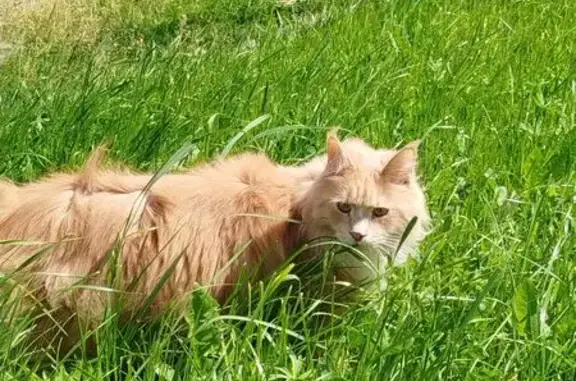 Пропала кошка, заезд Азина, Можга