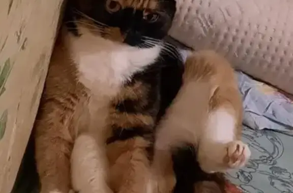 Кошки потеряшки, Богородск, фото: Потеряшка кошка, Южная ул. 25, Богородск