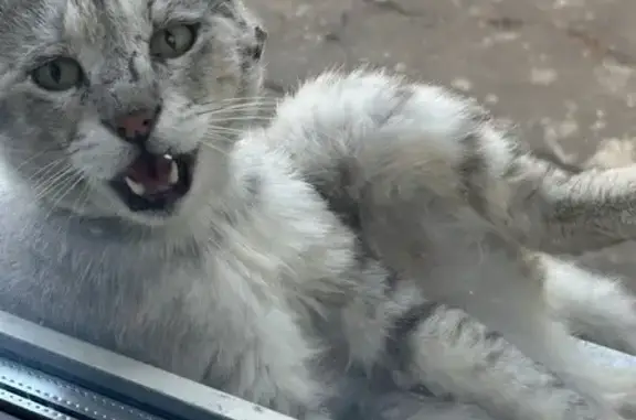 Кошки потеряшки, Макеевка, фото: Потеряшка кот, Парковая ул., 8-й пер., 25