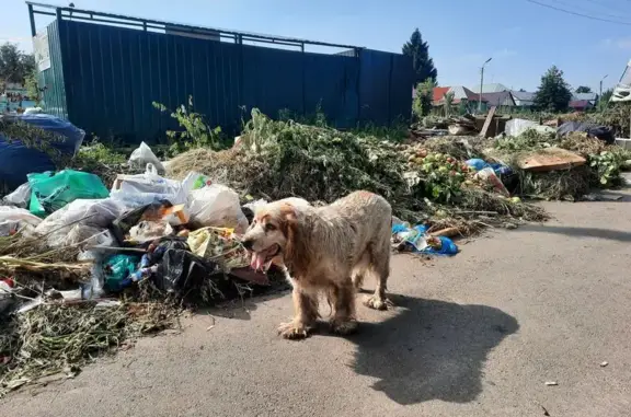 Собака найдена: Воронежская ул., Тамбов