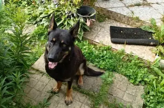 Собака найдена в Клопицком поселении