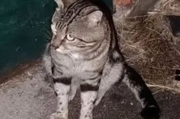 Кошка под балконами, Варваровка, 1А к16