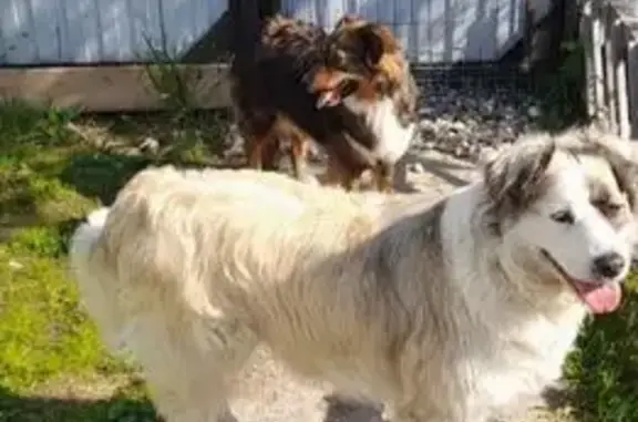 Собаки потеряшки, , фото: Потеряшка собака в СНТ 