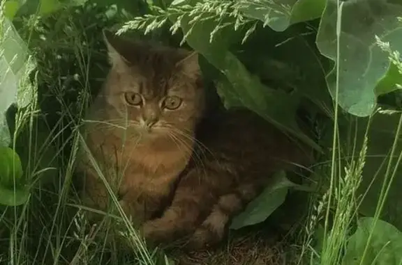 Кошки потеряшки, Ялуторовск, фото: Потеряшка кошка, ул. Свободы 16, Ялуторовск