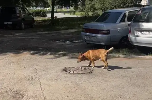 Найдена собака, Оренбург, фото: Найдена собака, ул. Берёзка, 2/5, Оренбург