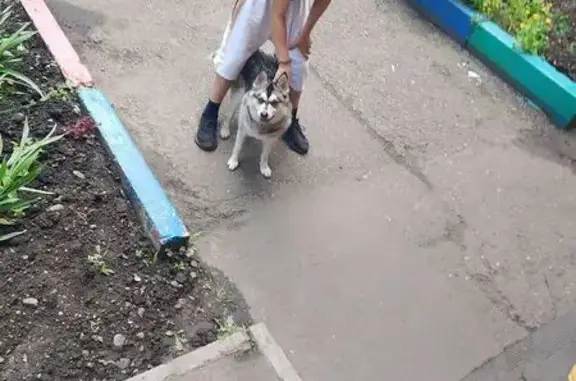 Найдена собака, ул. Щорса, Красноярск