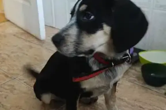 Найдена собака, Стахановская 1/5 к5, Краснодар