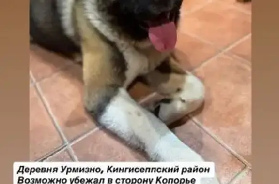 Пропала собака в Нежновском, 41К-110
