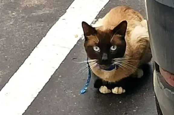 Найдена кошка, Москва, фото: Кошка найдена на Варшавском шоссе, Москва