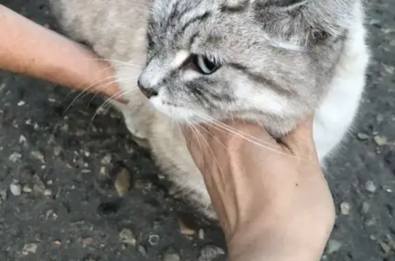 Найдена кошка, Зима, фото: Кошка найдена, Трактовая 27, Зима