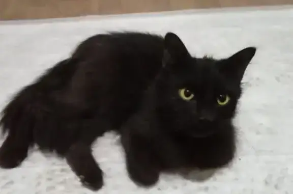 Кошка найдена: Профсоюзная ул., Киров