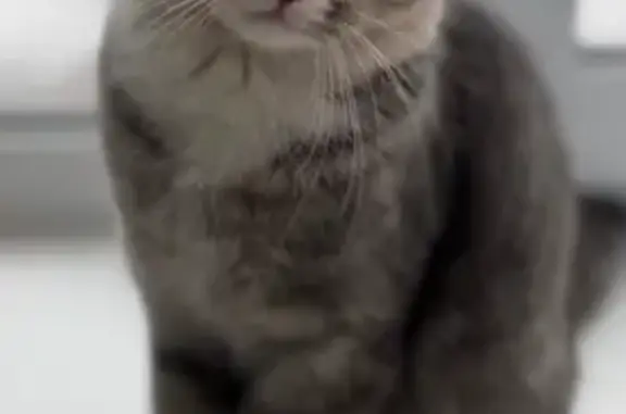 Кошки потеряшки, Грязовец, фото: Потеряшка кошка, Молодёжная ул., 3, Грязовец