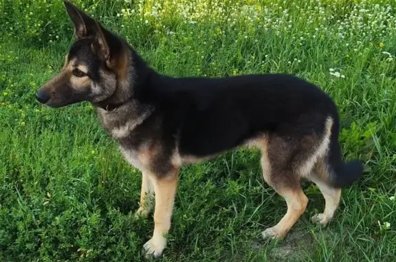 Найдена собака, Неклюдово, фото: Щенок найден: ул. Надежды, 27, Неклюдово