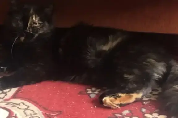 Пропала кошка, ул. Дунина-Горкавича 7