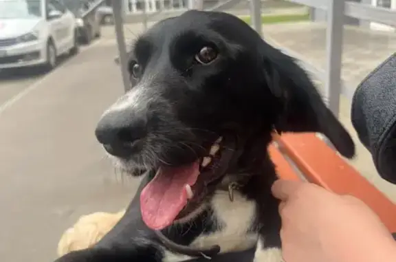 Найдена собака, Пролетарская 29/3, Кемерово