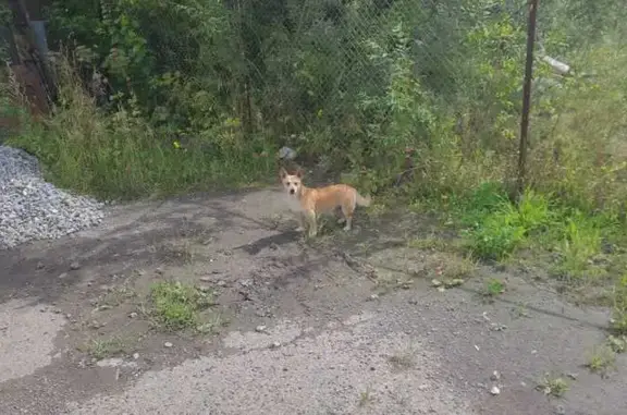 Собака найдена: ул. Ивановского, 4 с3
