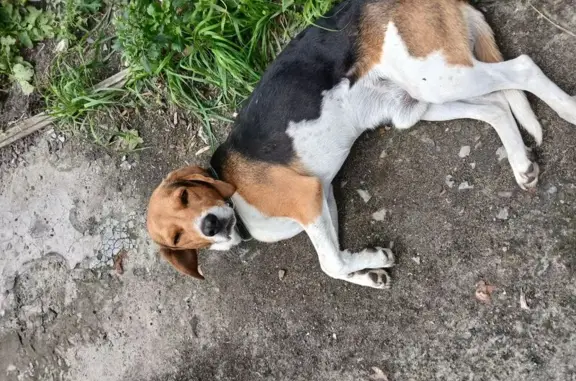 Найдена собака, Курган, фото: Собака найдена на Плеханова 14, Курган