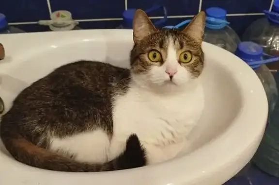 Кошки потеряшки, Луганск, фото: Потеряшка кошка, Луганск, ул. 1Б