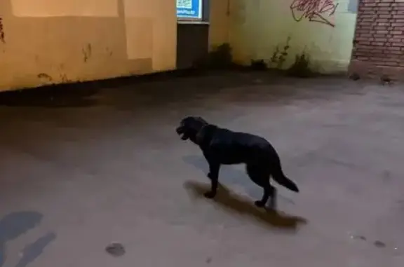 Собака найдена, ул. Суворова, 32, Пенза