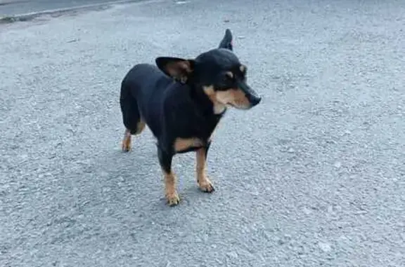 Найдена собака, Челябинск, фото: Собака найдена: ул. Косарева, 8, Челябинск