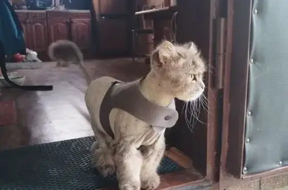 Кошки потеряшки, Сельцо, фото: Потеряшка кошка, Сельцо, 15К-237