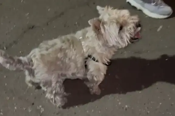 Найдена собака, Ярославль, фото: Найдена собака, ул. Урицкого 51, Ярославль