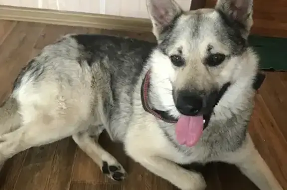 Найдена собака, , фото: Собака найдена, Первомайский проспект, Рязань