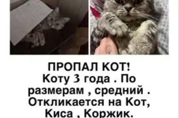 Пропала кошка, Челябинск, 1-я Электровозная, 44
