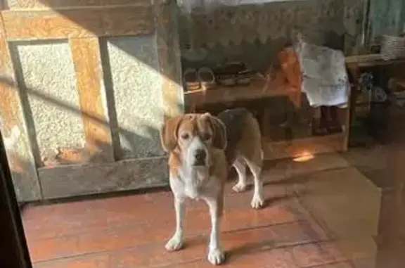 Найден пес на ул. Черняховского, 2, Грязи