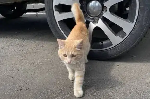 Кошка найдена: Генерала Глазунова, 11