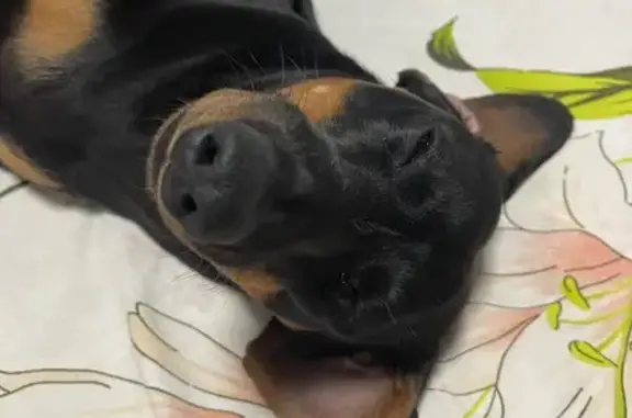 Собаки потеряшки, Джубга, фото: Потеряшка собака, Черноморская ул, 71, Джубга