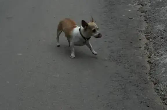 Найдена собака, , фото: Собака найдена: Западный съезд, Ленинская