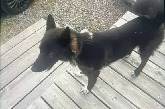 Найдена собака, Ленинградская область, фото: Найдена собака в Агалатово, Ленобласть