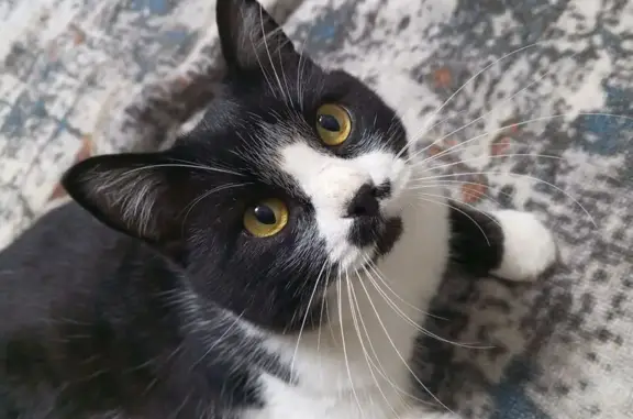 Кошки потеряшки, Баклаши, фото: Потеряшка кошка, ул. 8-го Марта, Баклаши