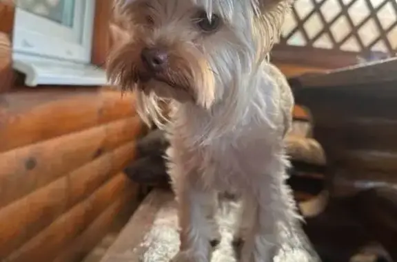 Найденные животные Орша, фото: Собака найдена: ул. Ленина 215А, Орша