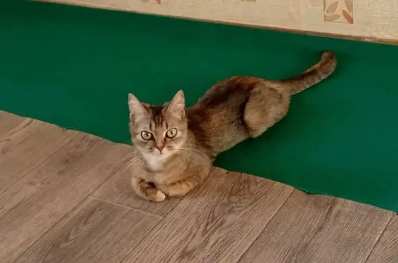 Кошки потеряшки, , фото: Потеряшка кошка на Заводской, 10А