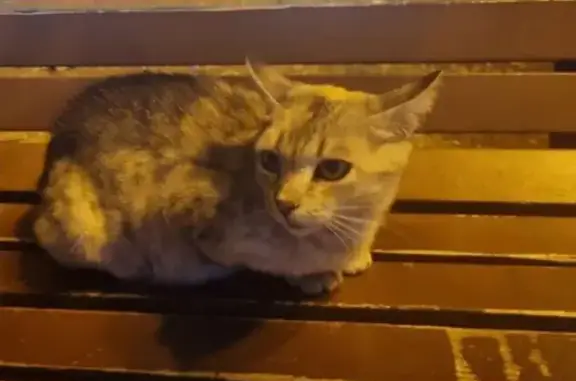 Найдена кошка, Ставрополь, фото: Кошка найдена: ул. Тухачевского, Ставрополь