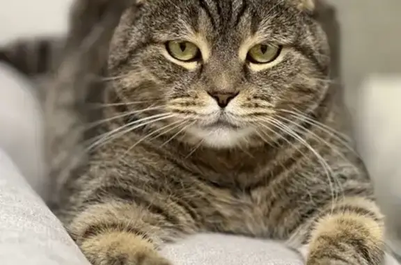 Кошки потеряшки, Казань, фото: Потеряшка кот, ул. Толбухина, 3, Казань