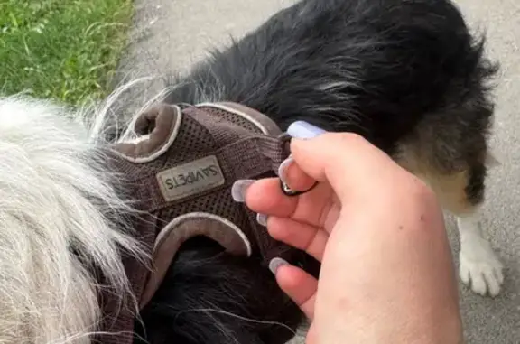 Найдена собака, Школьная ул., 15, Шушары