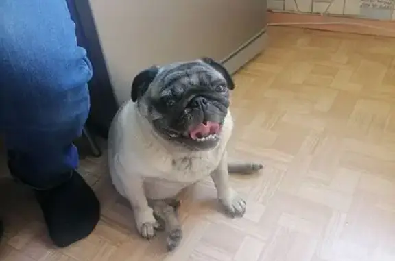 Найдена собака, Северодвинск, фото: Найдена собака, ул. Торцева, 2А