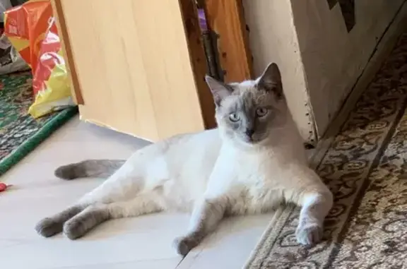 Пропала кошка