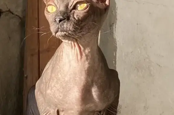 Кошки потеряшки, городской округ Кузнецк, фото: Потеряшка кошка, 2-я Спортивная, Кузнецк