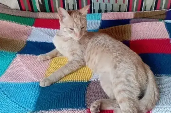Кошки потеряшки, Рыбное, фото: Потеряшка кот, Спортивная ул., 17, Рыбное