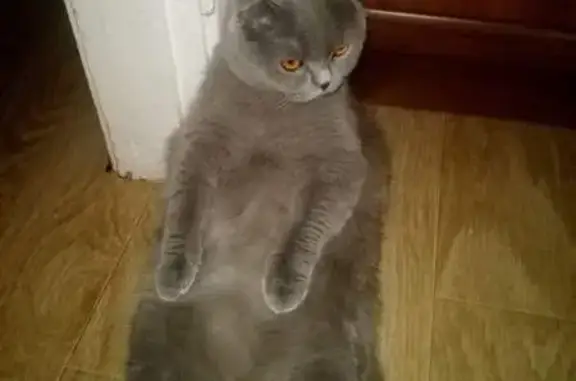 Пропала кошка, Томская область